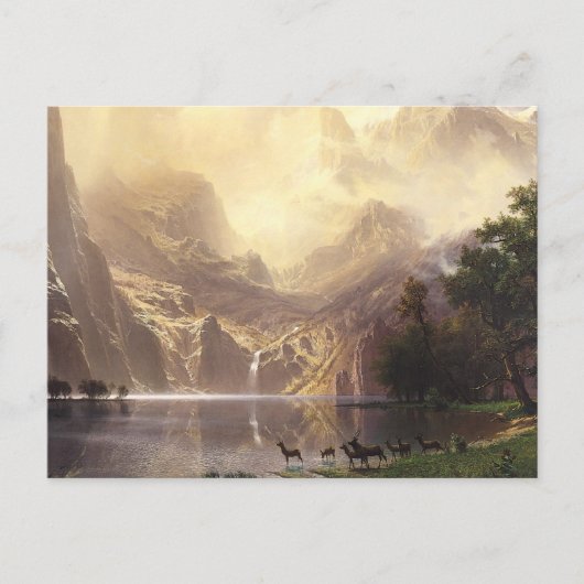 Carte Postale Wilderness & Wildlife (Devant)