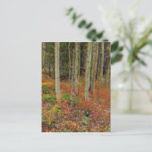 Carte Postale Wilderness Wonderland (Debout devant)