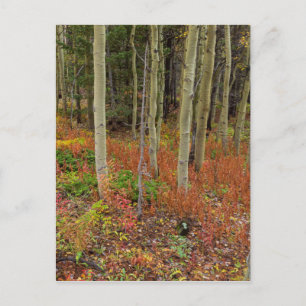 Carte Postale Wilderness Wonderland