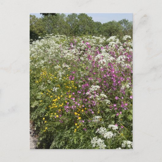 Carte Postale Wildflowers in a Hedgerow Herefordshire England (Devant)