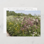 Carte Postale Wildflowers in a Roadside Hedgerow Herefordshire (Devant / Derrière)