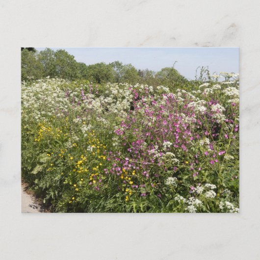 Carte Postale Wildflowers in a Roadside Hedgerow Herefordshire (Devant)