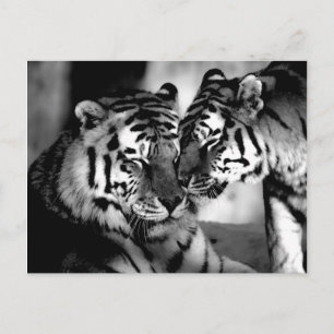 Carte Postale Wildlife, amazing tiger
