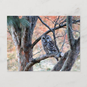 Carte Postale Wildlife Barred Owl Tree Photo