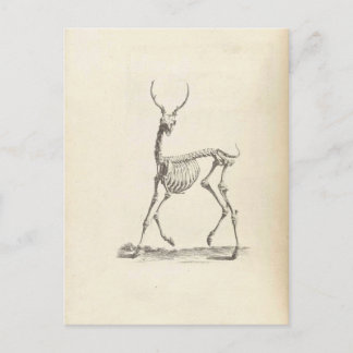 Carte Postale William Cheselden Deer Skeleton