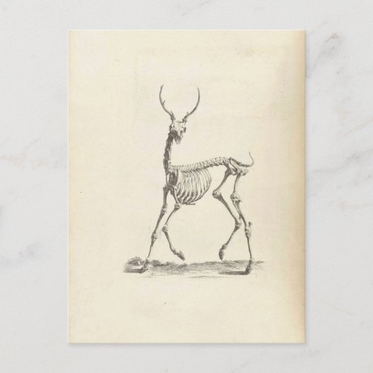 Carte Postale William Cheselden Deer Skeleton (Devant)