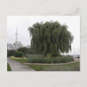 Carte Postale Willow de Weeping Toronto