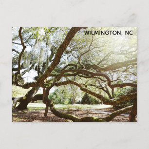 Carte Postale Wilmington North Carolina Airlie Gardens Live Oak