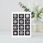 Carte Postale Wilson Bentley Snowflakes (Debout devant)