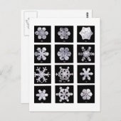Carte Postale Wilson Bentley Snowflakes (Devant / Derrière)