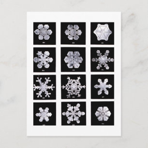 Carte Postale Wilson Bentley Snowflakes