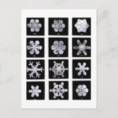 Carte Postale Wilson Bentley Snowflakes (Devant)