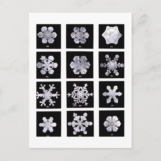 Carte Postale Wilson Bentley Snowflakes (Devant)