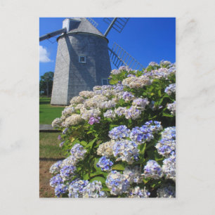 Carte Postale Windmill et Hydrangeas Cape Cod