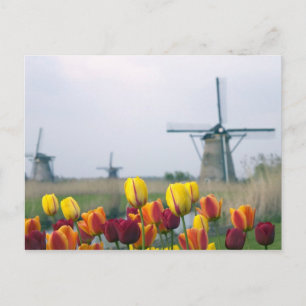 Carte Postale Windmills et tulipes le long du canal à