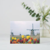 Carte Postale Windmills et tulipes le long du canal à (Debout devant)