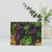 Carte Postale Winery Grapevine sunny tuscany vineyard (Debout devant)