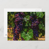 Carte Postale Winery Grapevine sunny tuscany vineyard (Devant / Derrière)