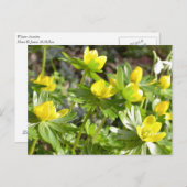 Carte postale Winter Aconites (Devant / Derrière)
