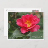 Carte Postale Winter flowering Camellia (Devant / Derrière)