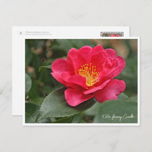 Carte Postale Winter flowering Camellia (Devant / Derrière)