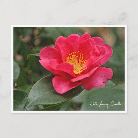 Carte Postale Winter flowering Camellia (Devant)