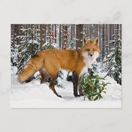 Carte postale "Winter Fox" (Devant)