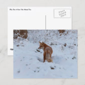 Carte Postale Winter Fox (Devant / Derrière)