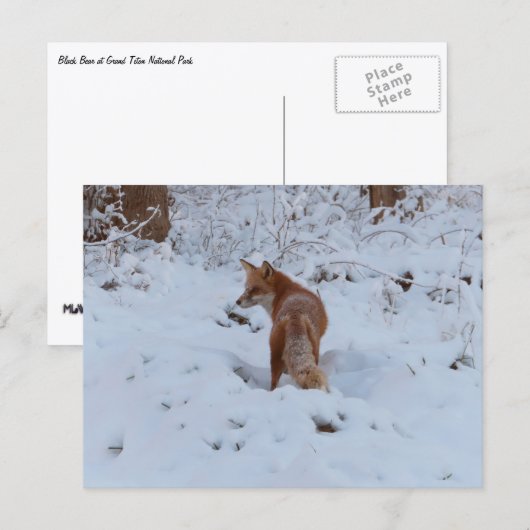 Carte Postale Winter Fox (Devant / Derrière)