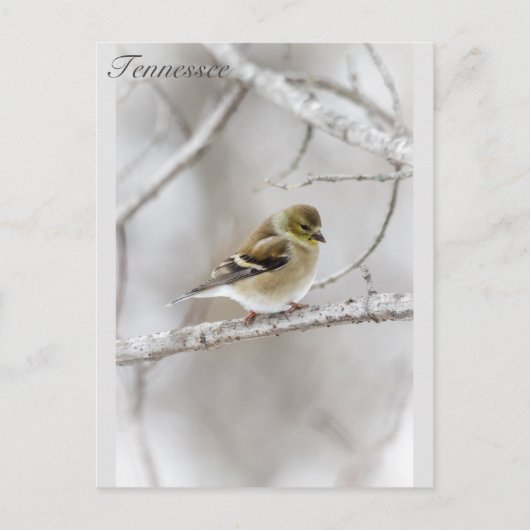 Carte Postale Winter Goldfinch (Devant)