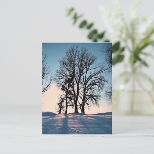 Carte Postale Winter trees on blue sky background (Debout devant)