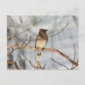 Carte Postale Winter Waxwing Wildlife Nature Photo Personalized (Devant)