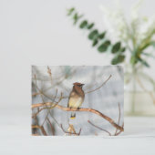 Carte Postale Winter Waxwing Wildlife Nature Photo Personalized (Debout devant)