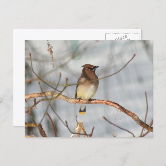 Carte Postale Winter Waxwing Wildlife Nature Photo Personalized (Devant / Derrière)
