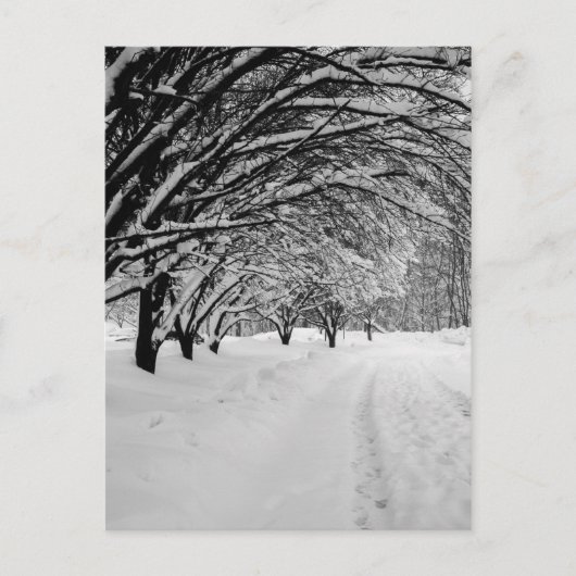 CARTE POSTALE WINTER WONDER (Devant)