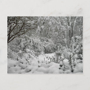 Carte Postale Winter Wonderland Woods in the Snow Photo