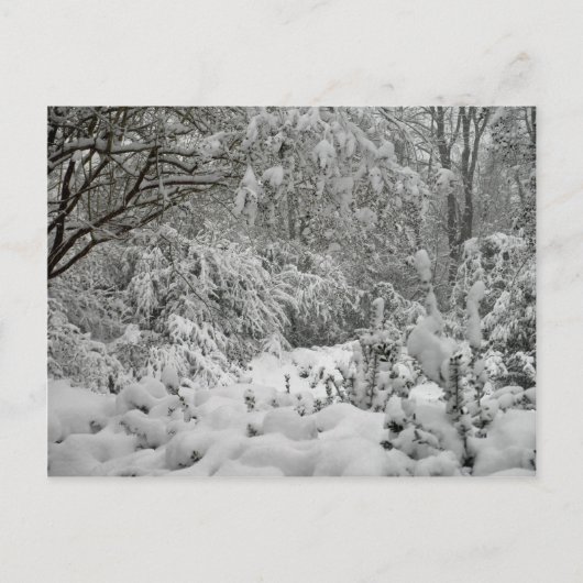 Carte Postale Winter Wonderland Woods in the Snow Photo (Devant)