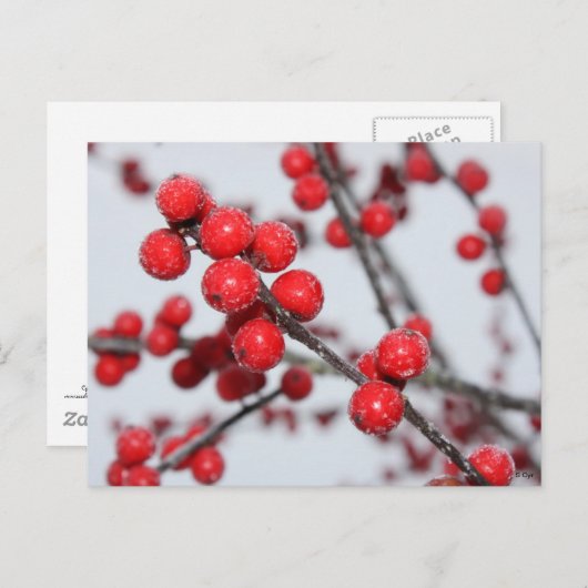 Carte postale Winterberry (Devant / Derrière)