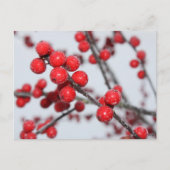 Carte postale Winterberry (Devant)