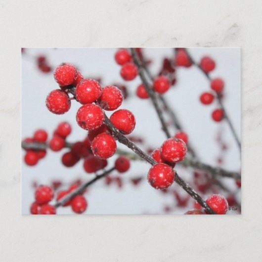 Carte postale Winterberry (Devant)