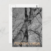 Carte postale Winters Bite on Trees Bark Pennsylva (Devant / Derrière)