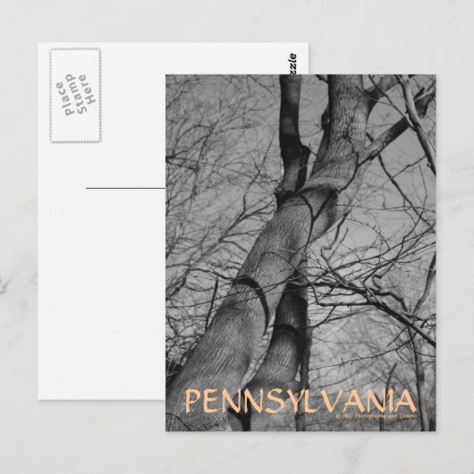 Carte postale Winters Bite on Trees Bark Pennsylva (Devant / Derrière)