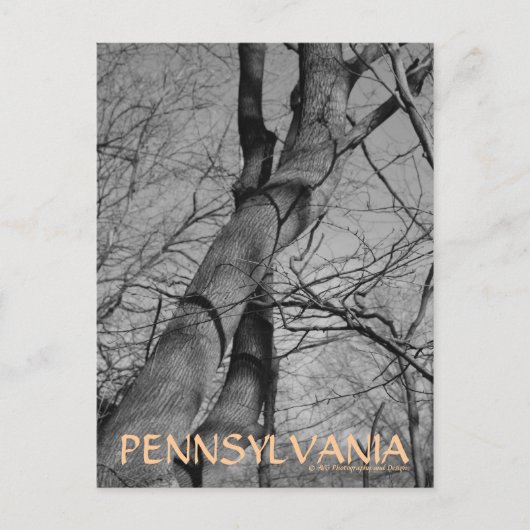 Carte postale Winters Bite on Trees Bark Pennsylva (Devant)