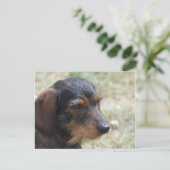 Carte Postale Wire Haired Daschund Chien (Debout devant)