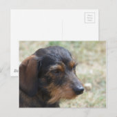 Carte Postale Wire Haired Daschund Chien (Devant / Derrière)