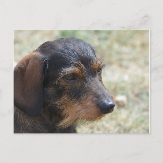Carte Postale Wire Haired Daschund Chien (Devant)