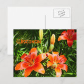 Carte Postale Wisconsin Lillies (Devant / Derrière)