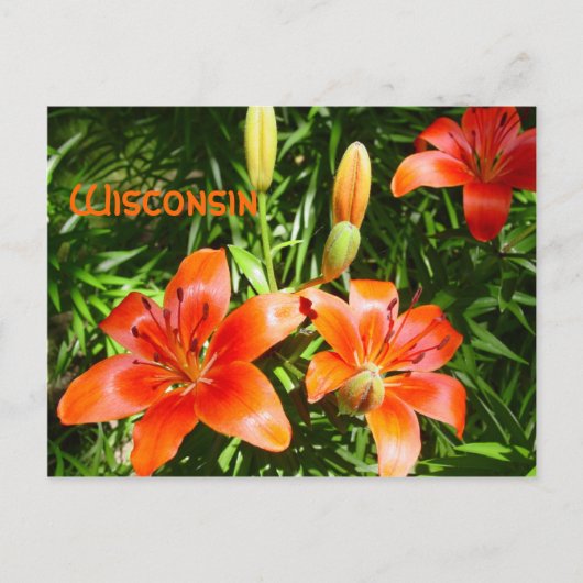Carte Postale Wisconsin Lillies (Devant)