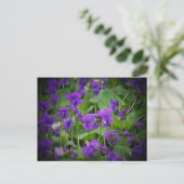 Carte Postale Wisconsin State Flower : Wood Violet Postcard (Debout devant)