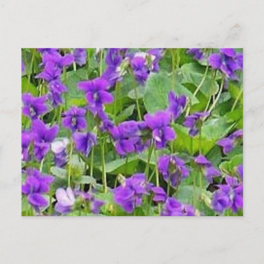 Carte postale Wisconsin Wood Violets (Devant)